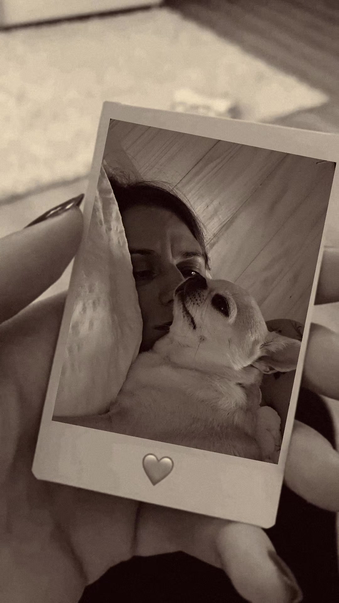 @Camila, a Chihuahua