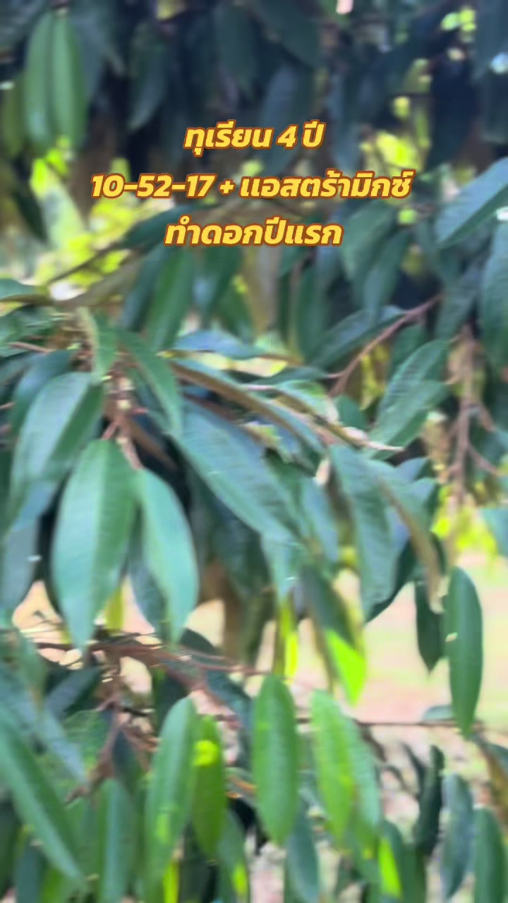 @ปลาเก๋า อายุน้อยทำสวนทุเรียน