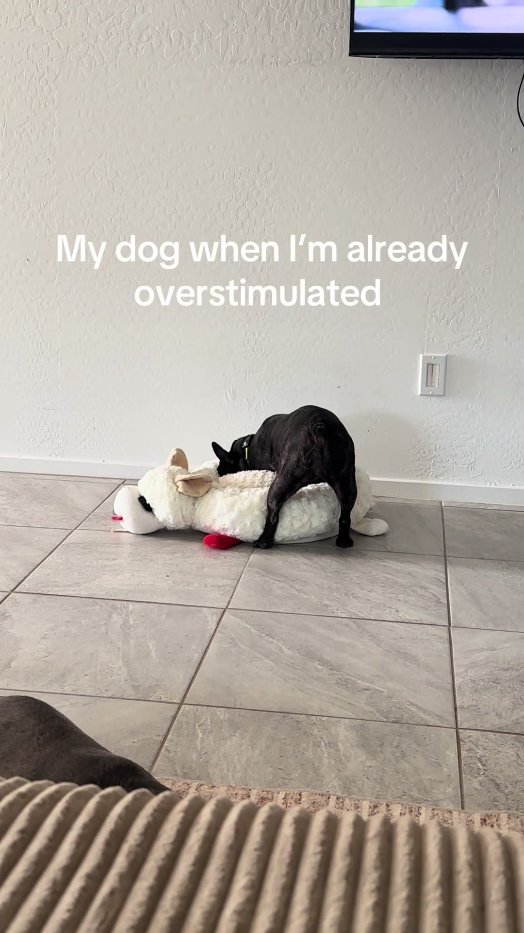 @Coco’s Paws