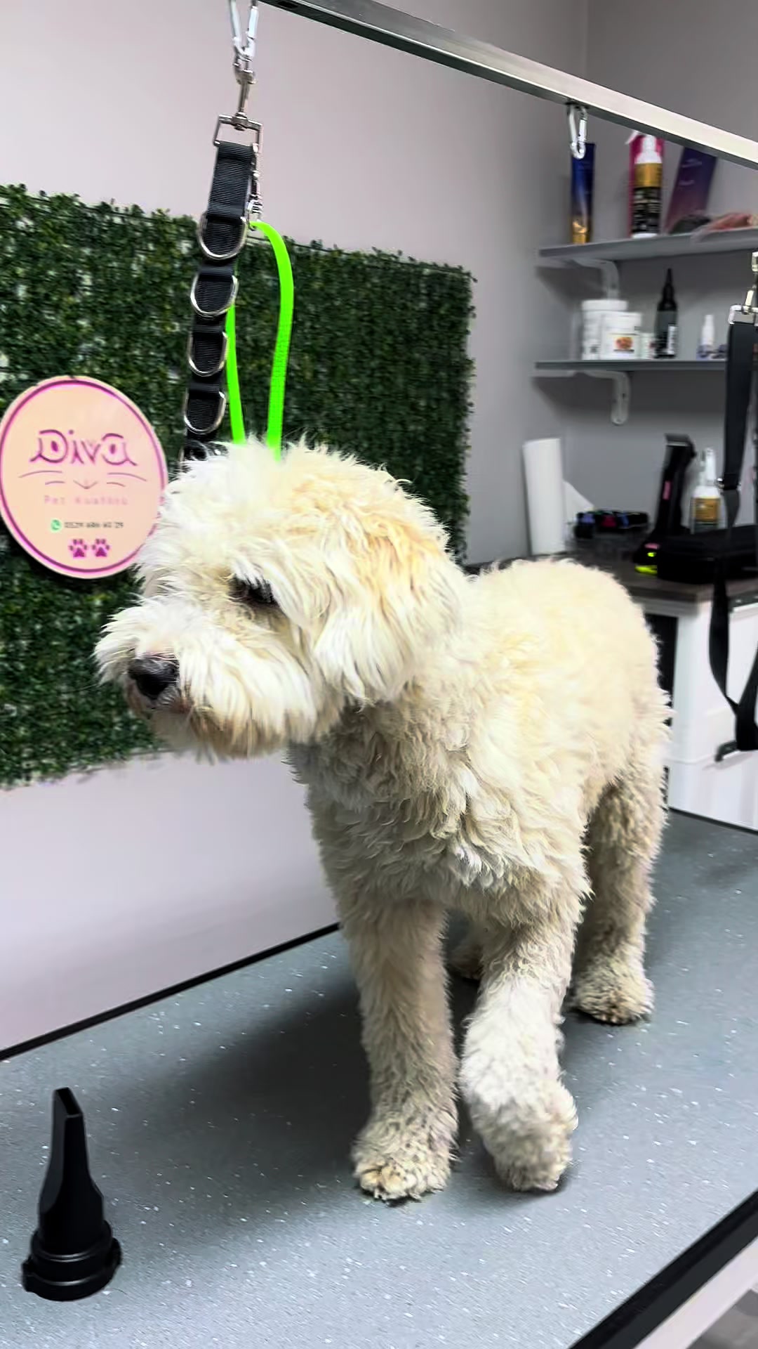 @Diva Pet Kuaf&ouml;r Ankara