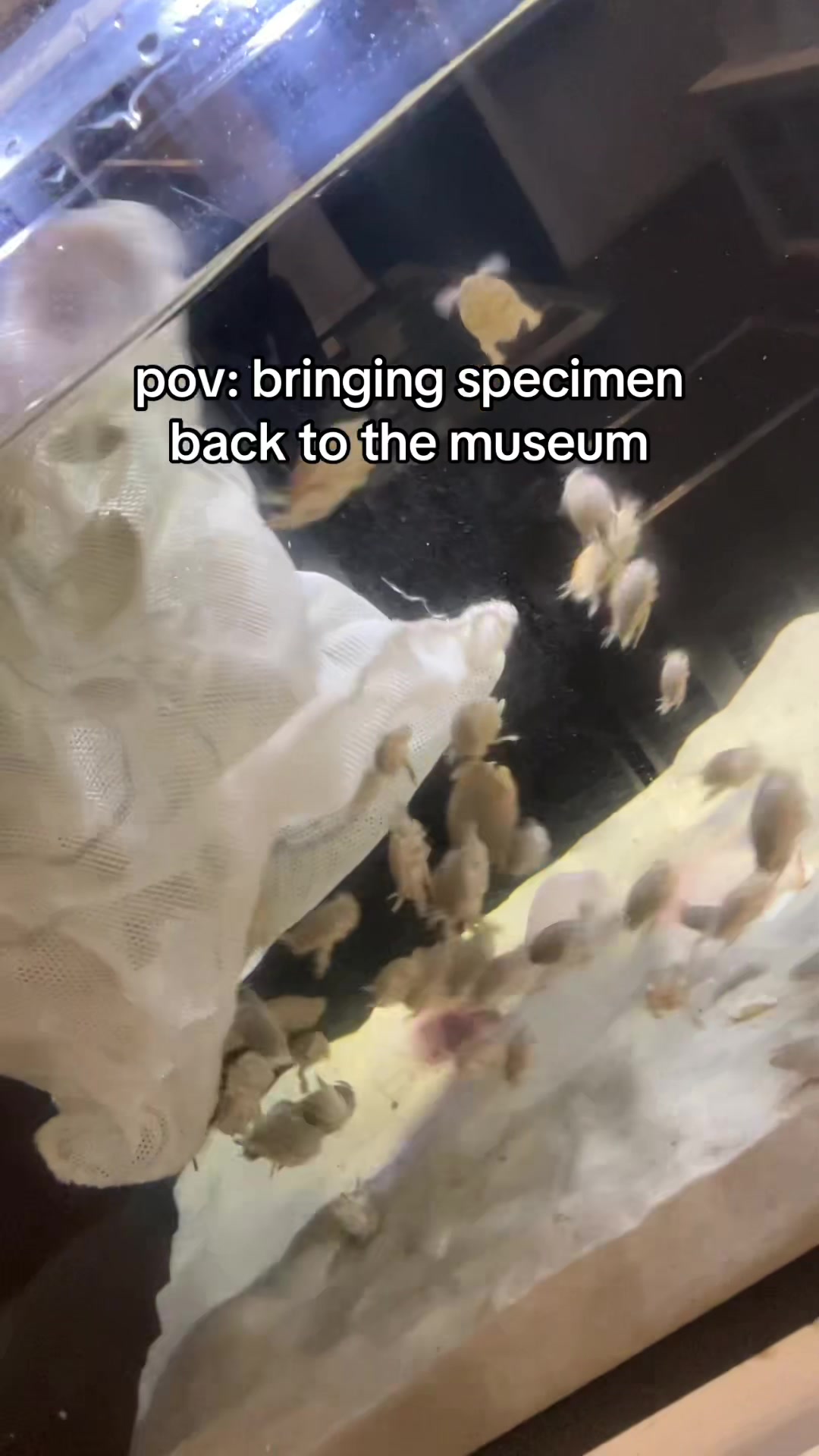 @evelyn