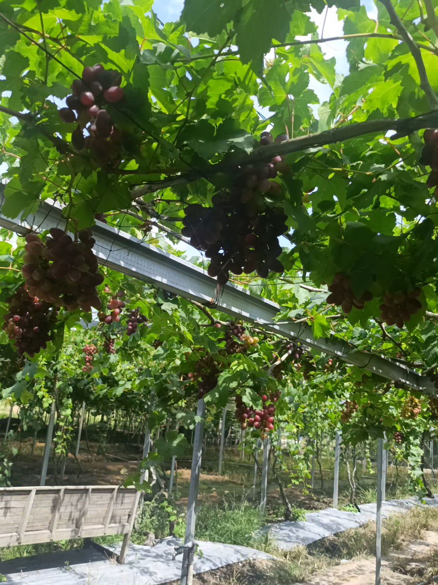 @DNA Garden