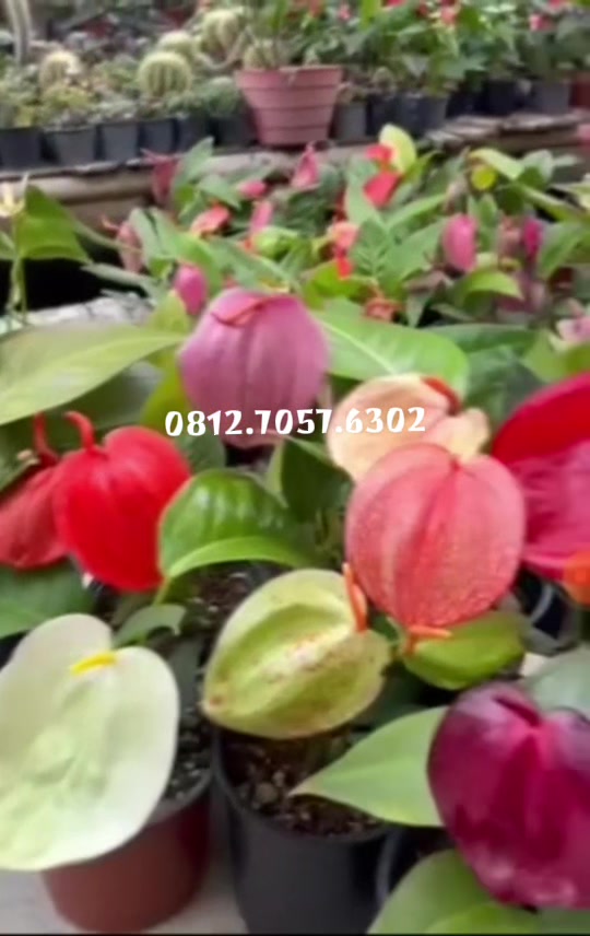 @jengimashop28