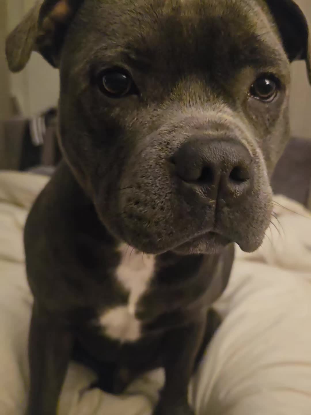 @𝕆𝕕𝕚𝕟🐾