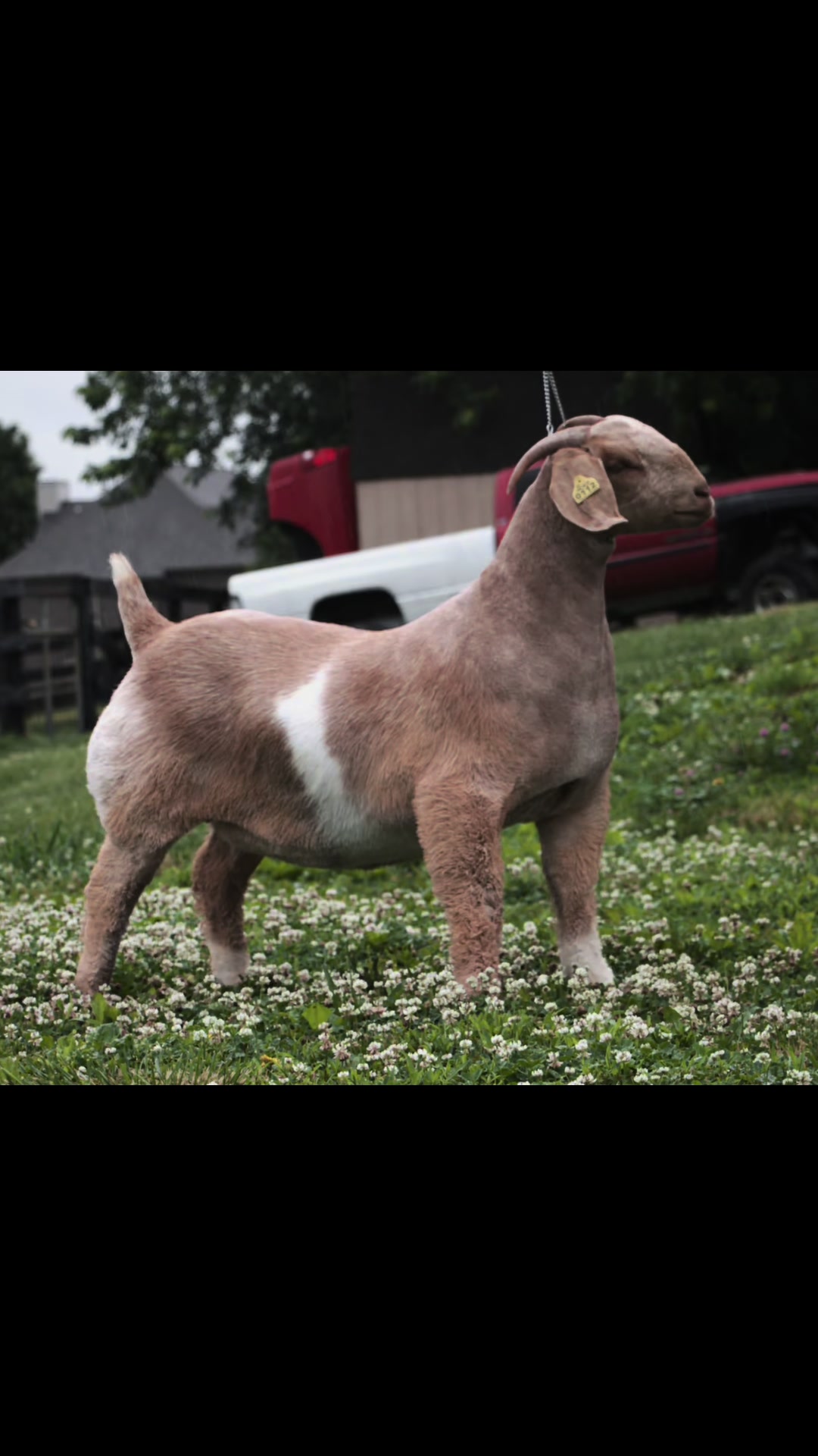 @Klein Kraal Farm🐐
