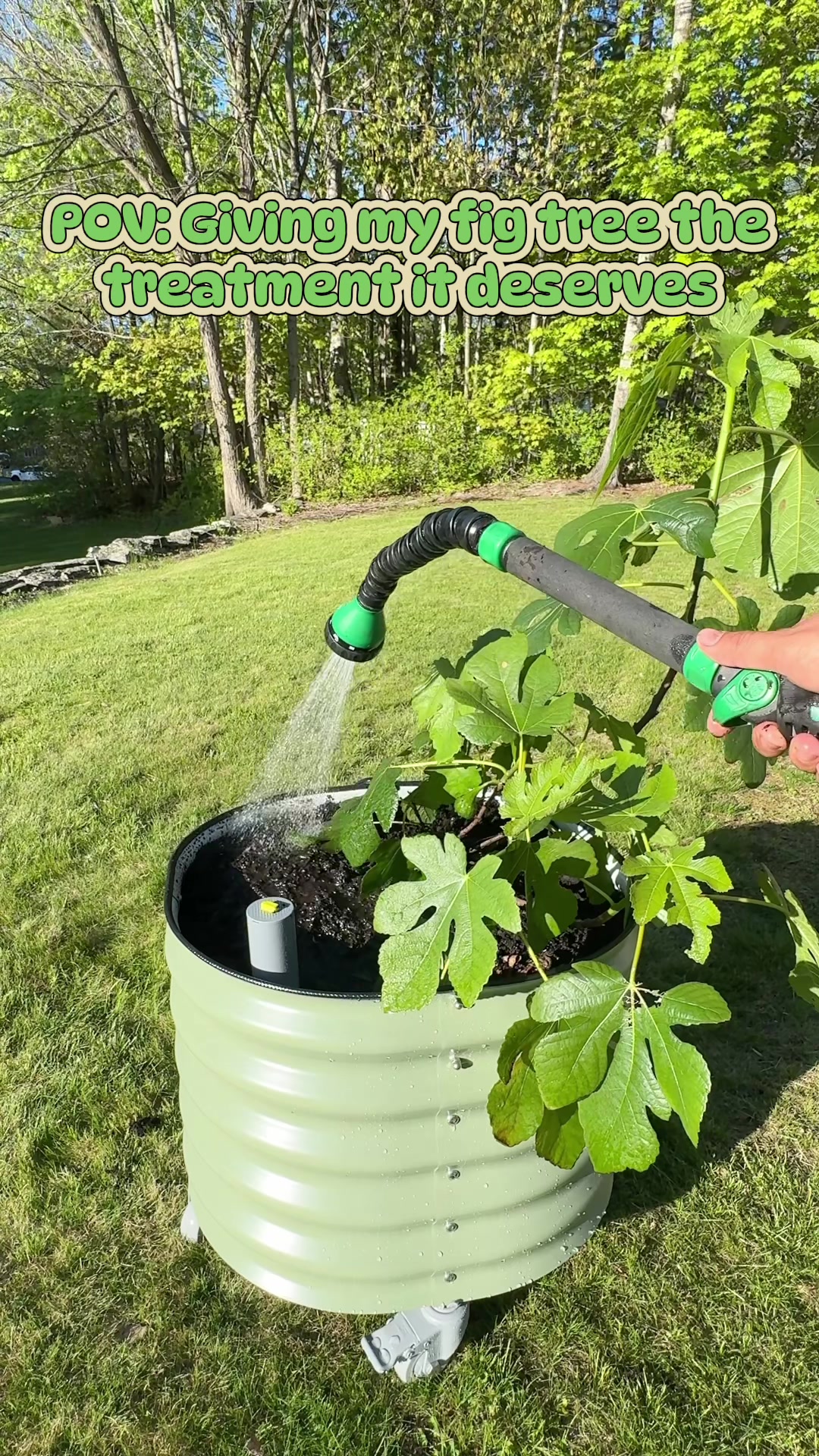 @Manica | zone 6a gardener