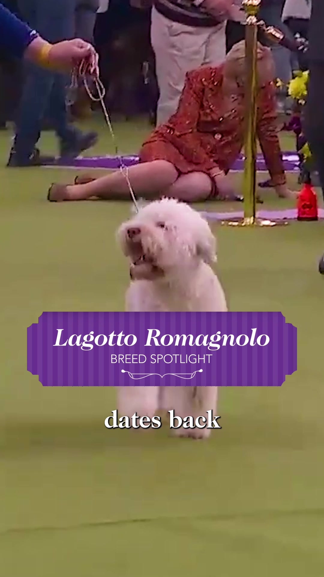 @Westminster Kennel Club