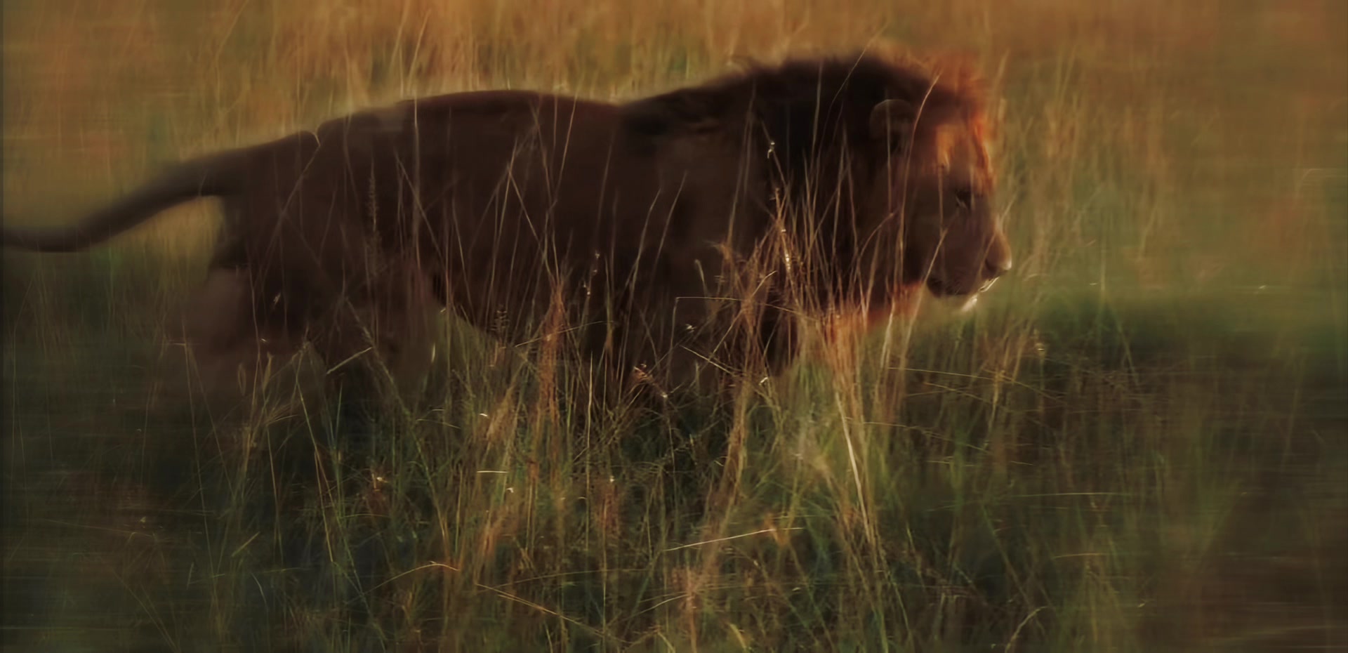 @lion_world5