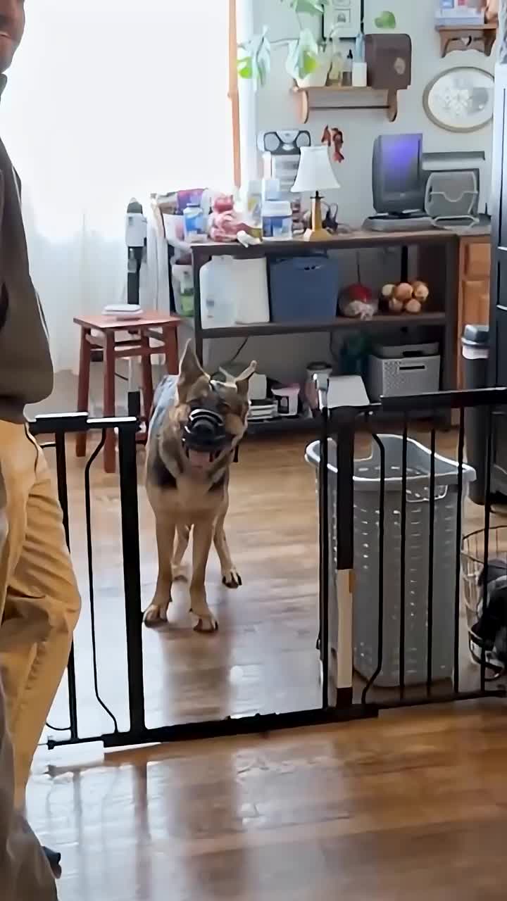 @Miracle K9 Training