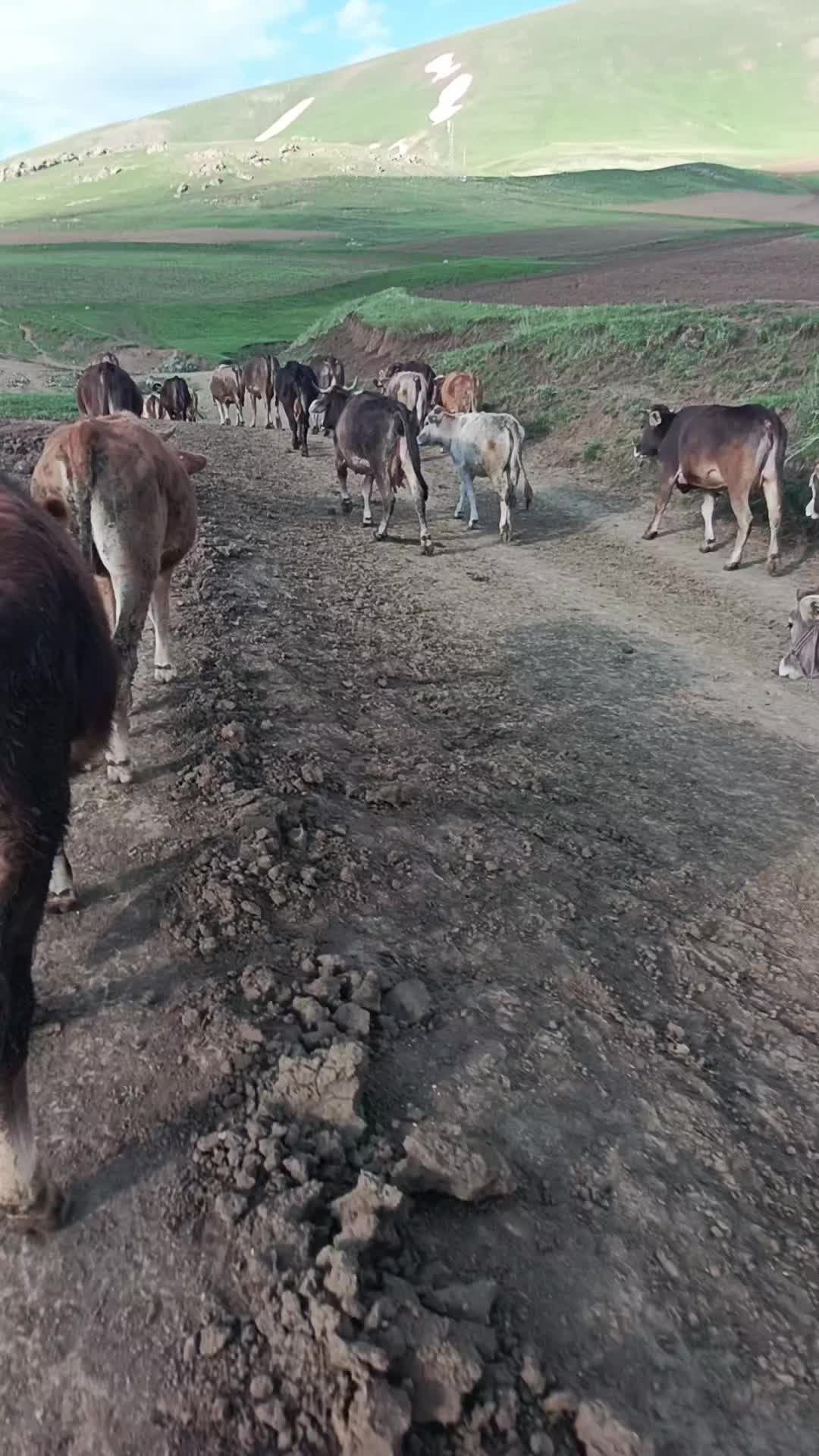 @çawreş_75