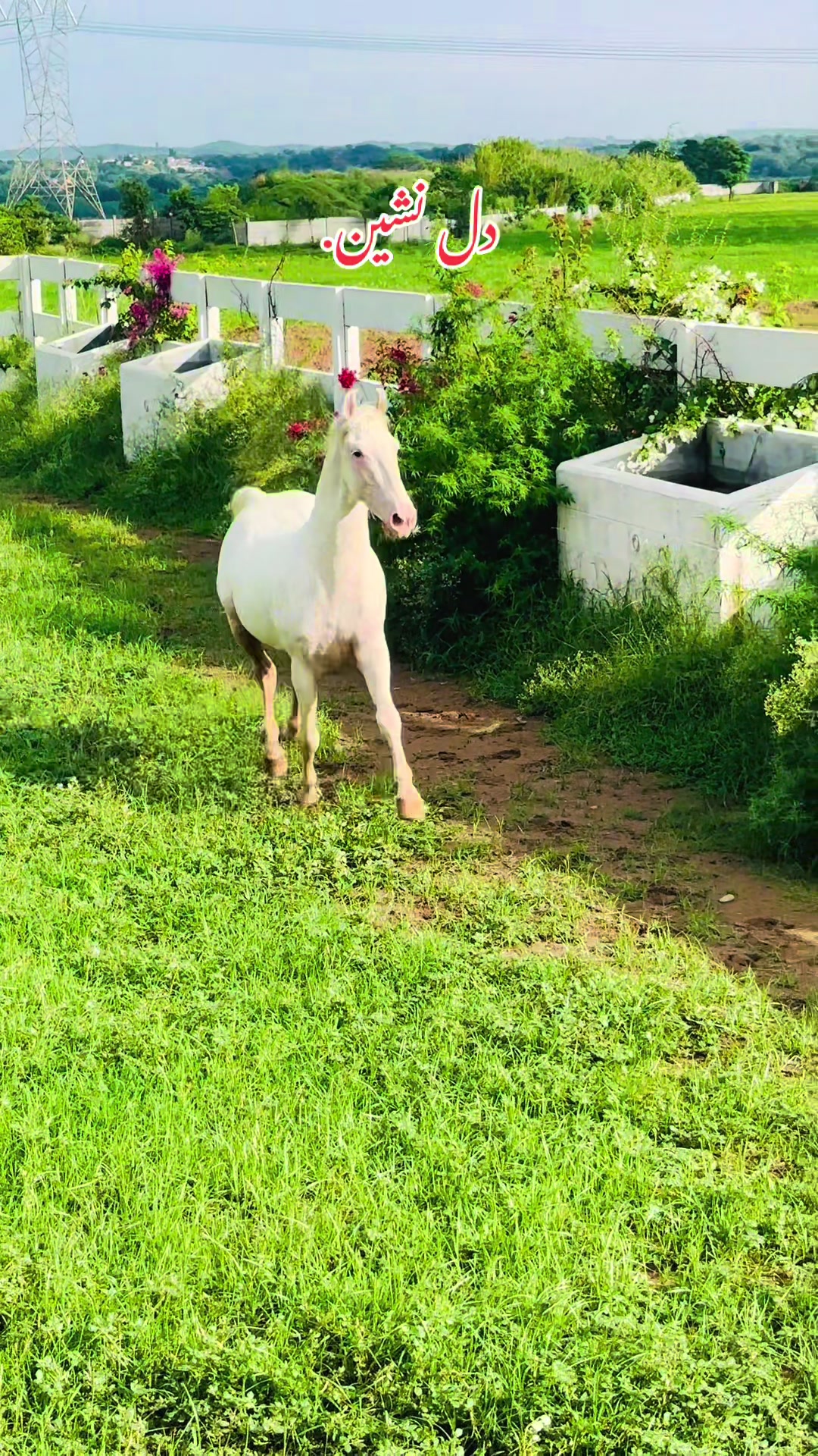 @SUNRISE STUD FARMS RAWALPINDI