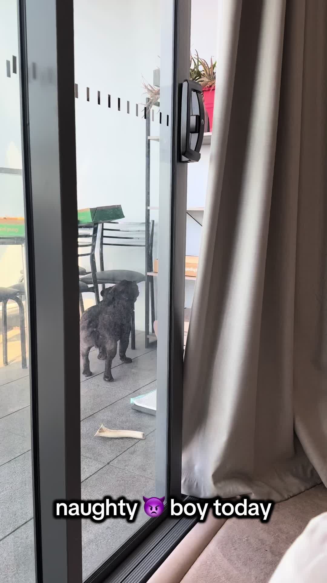 @Levi Needypants Frenchie