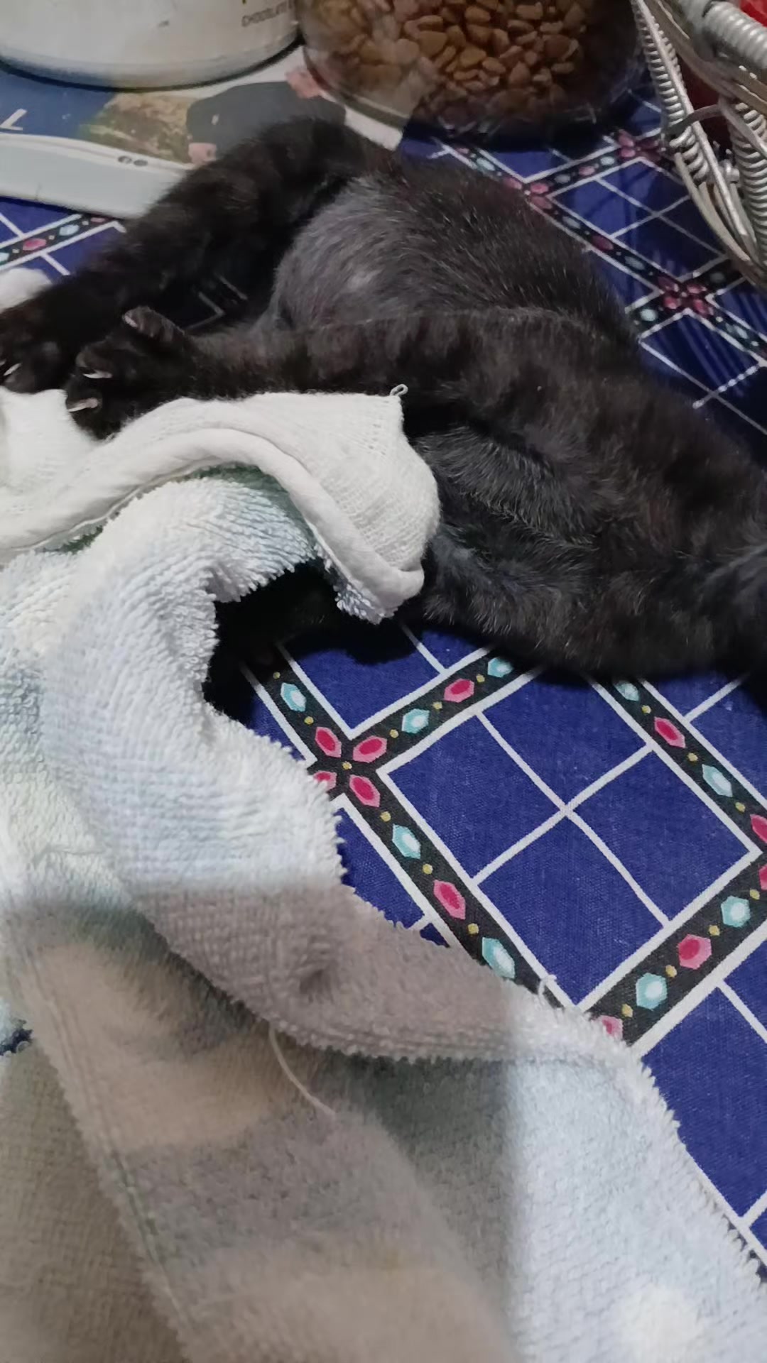@paula🐱