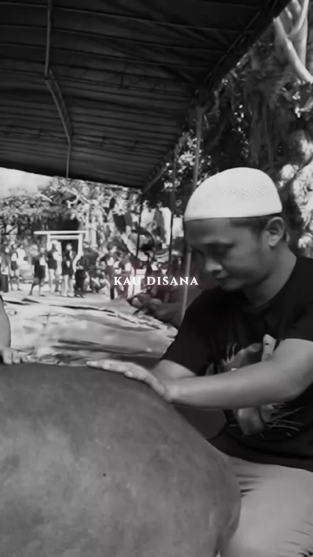 @PECINTA SAPI
