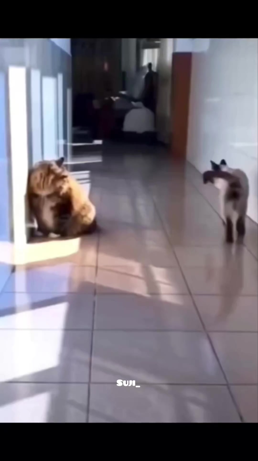 @ꜱᴜᴊɪ ᴄᴏᴍᴇᴅʏ ᴇᴅɪᴛ