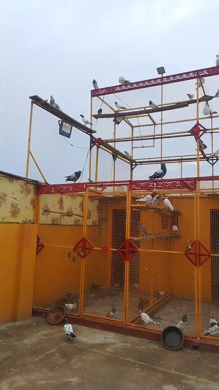 @Pigeons Cages maker 💞