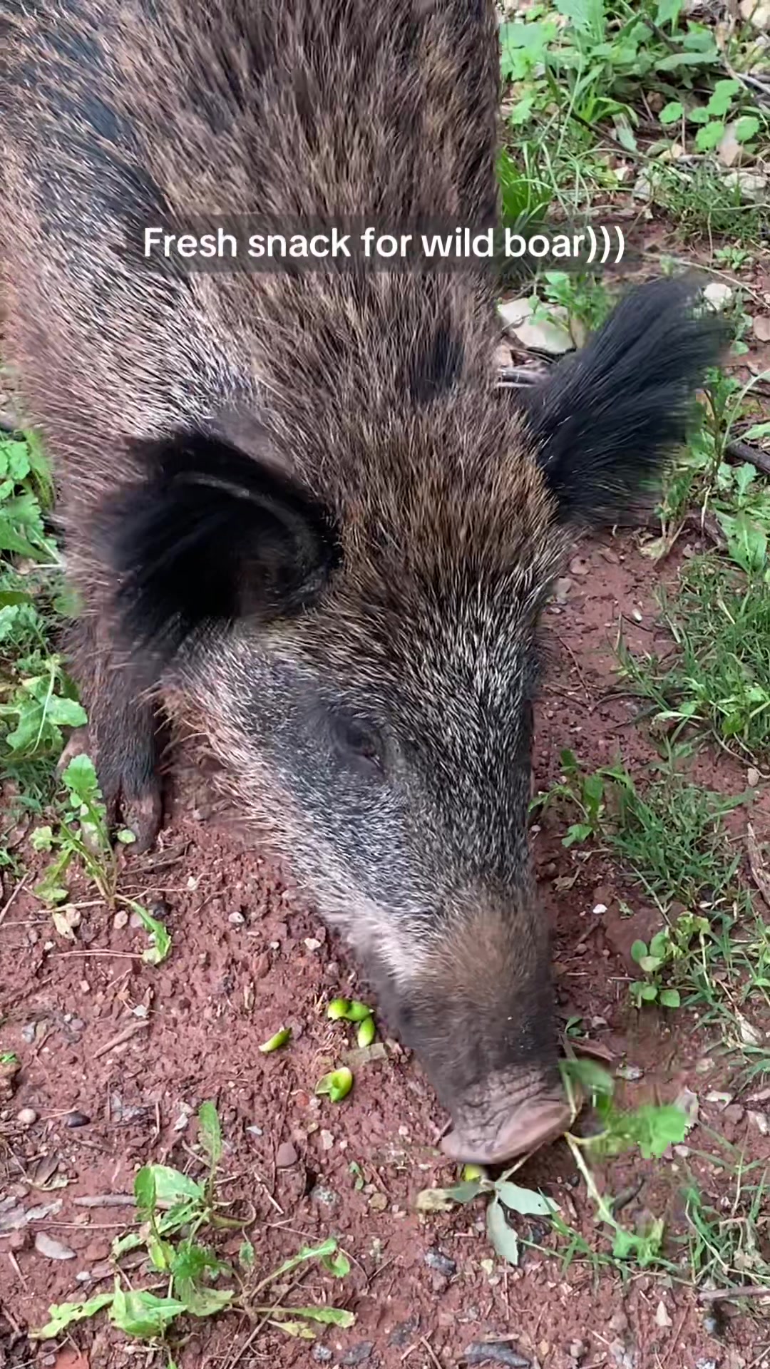 @Cute Boars