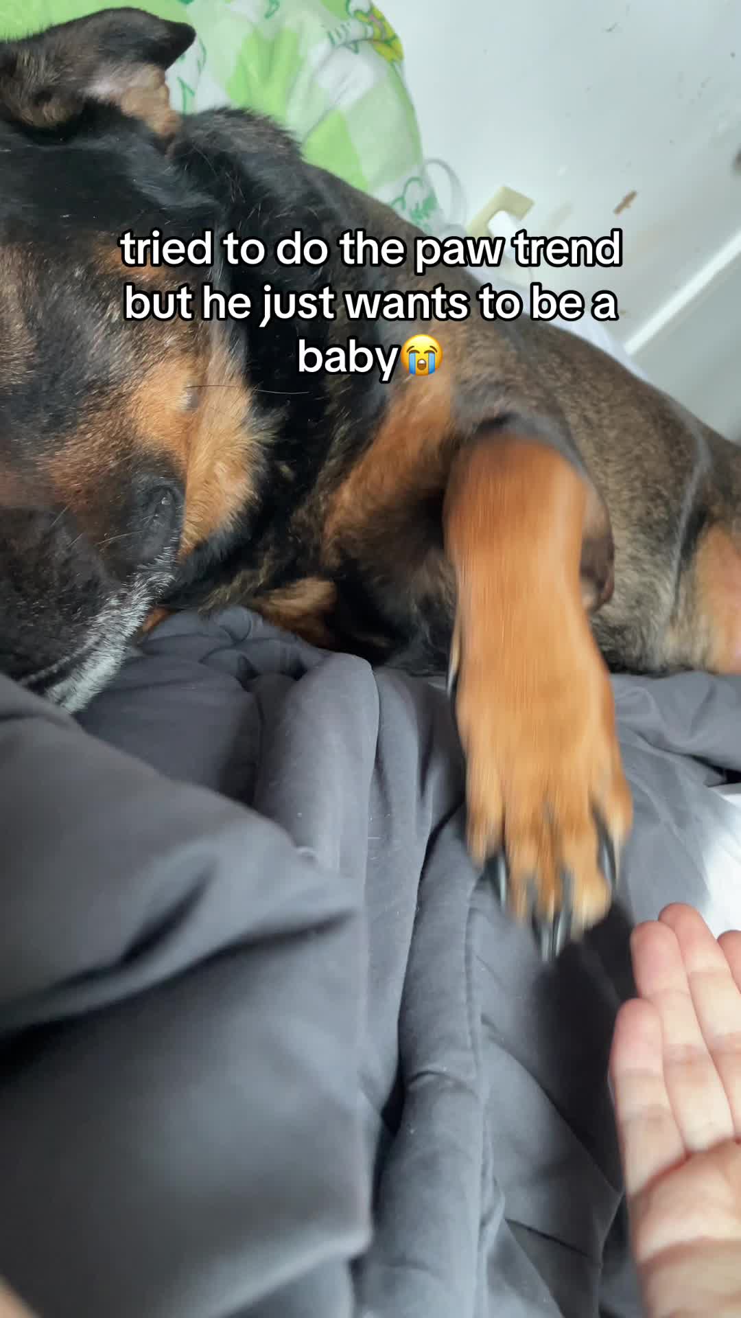 @n0brainz🦴