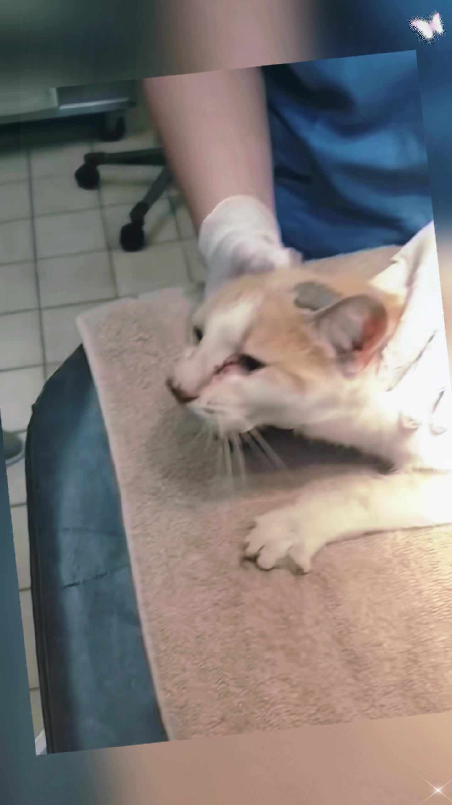 @Animal rescue tips