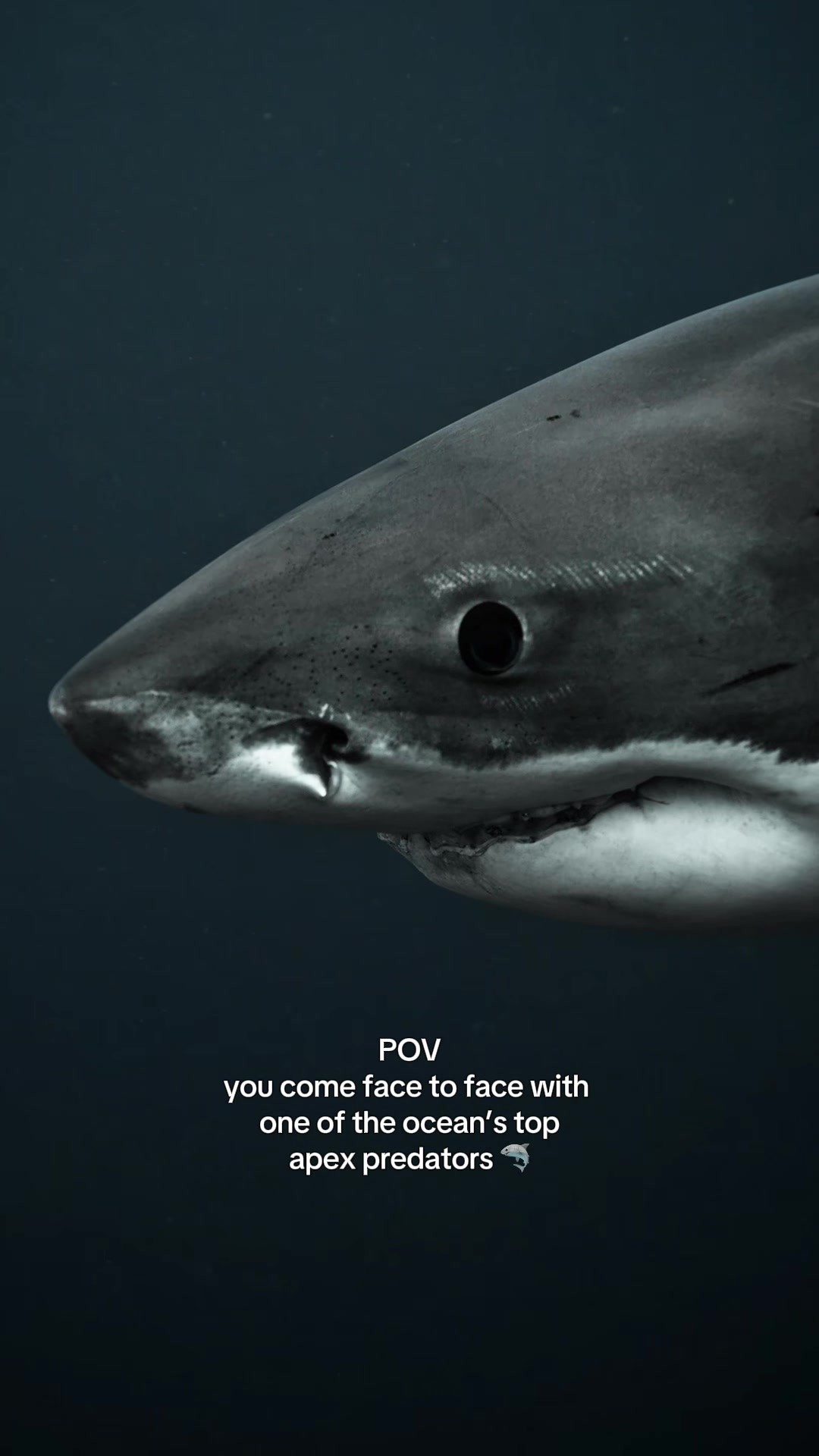 @Kendall | Shark Photographer
