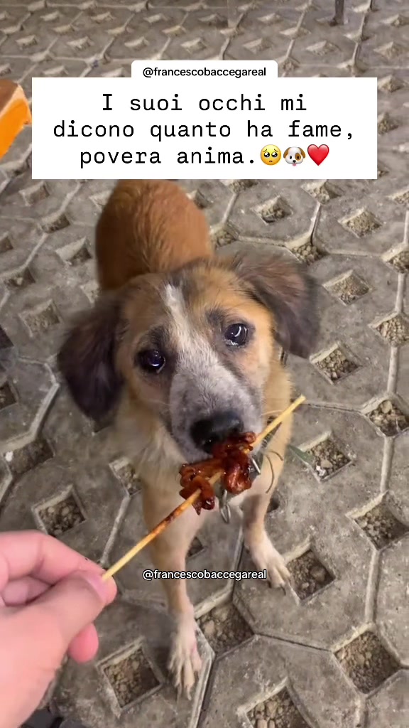 @francescobaccegareal
