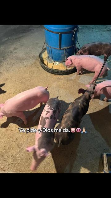 @Yei-Peña🐷🐽🇩🇴