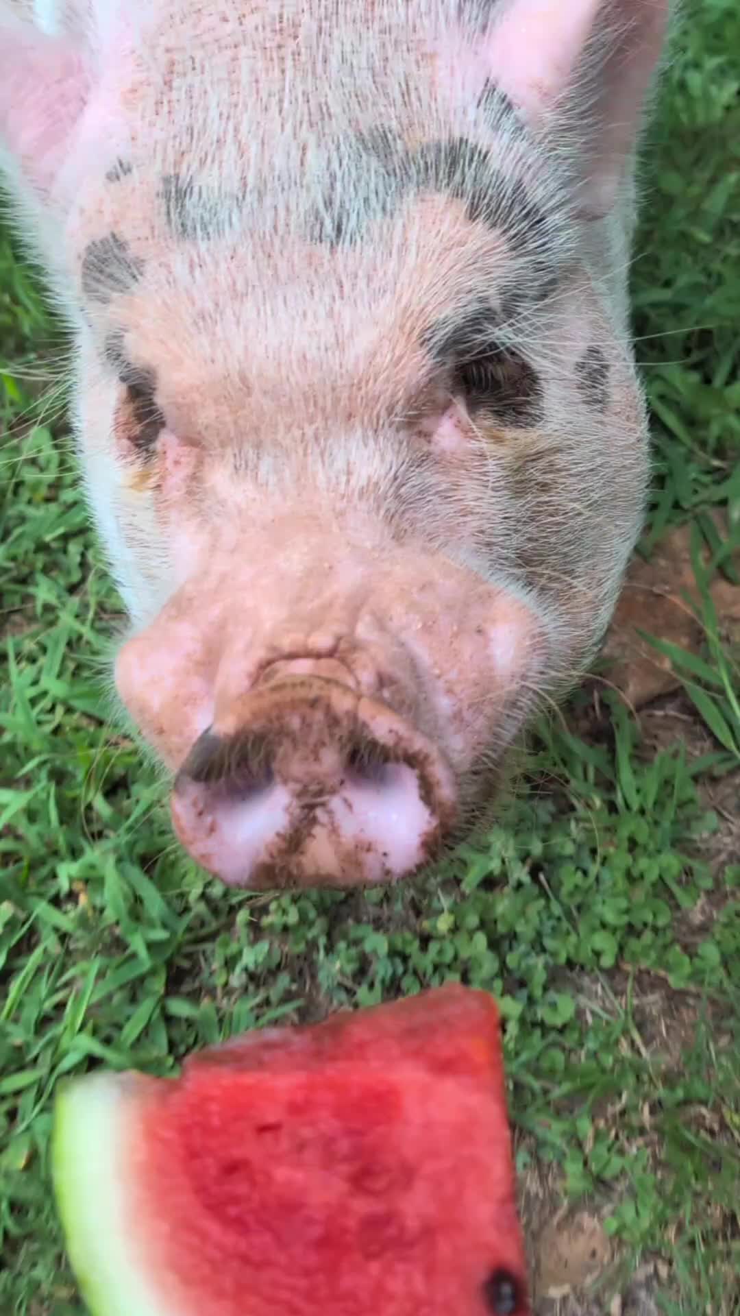 @OnePigHappyFamily