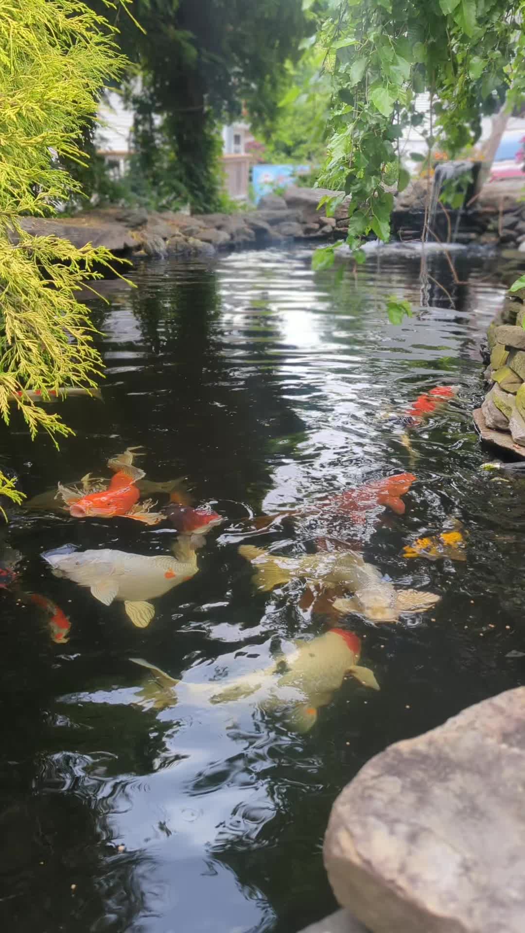@B&M Aquatics