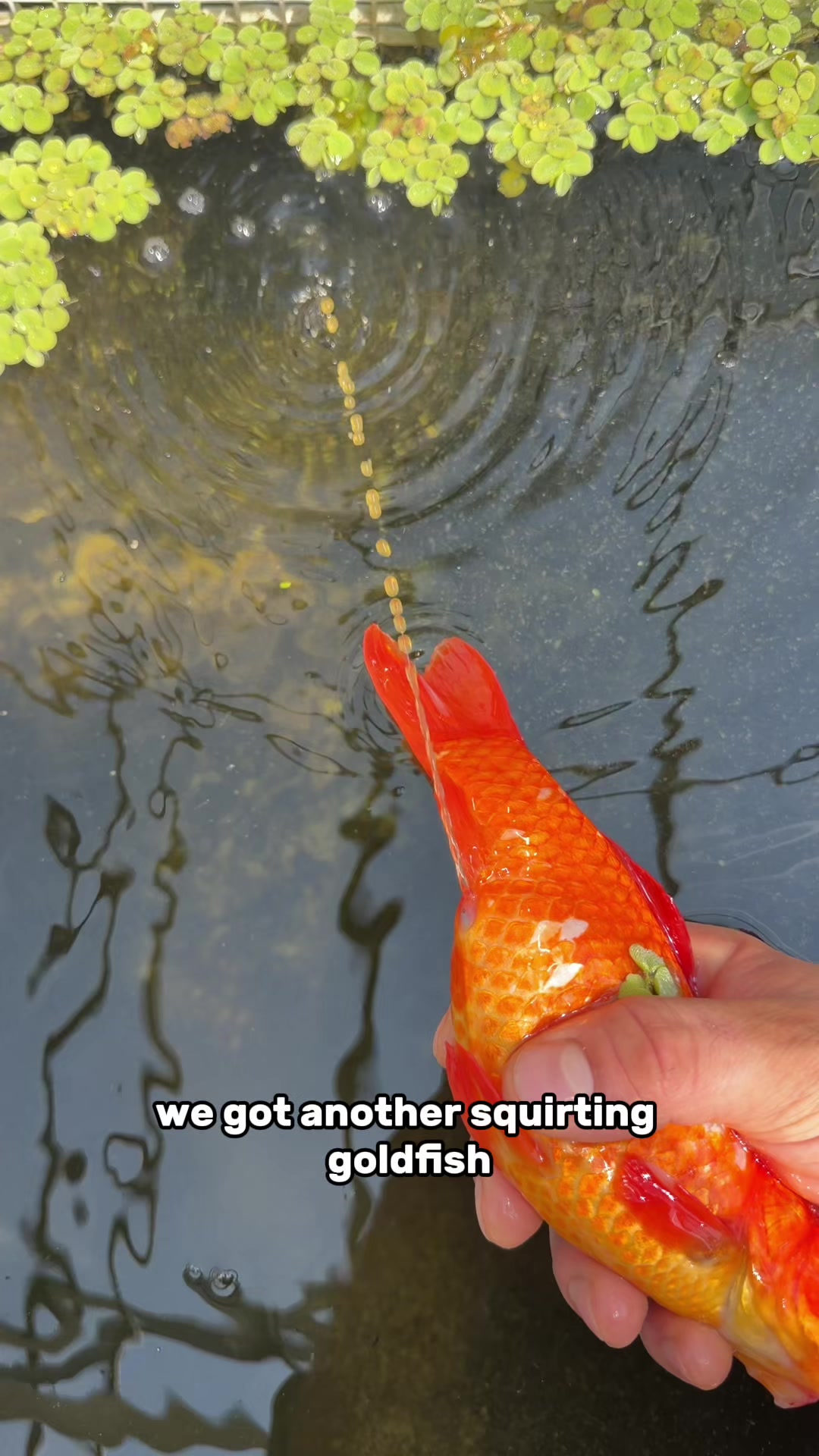 @The Goldfish Guy