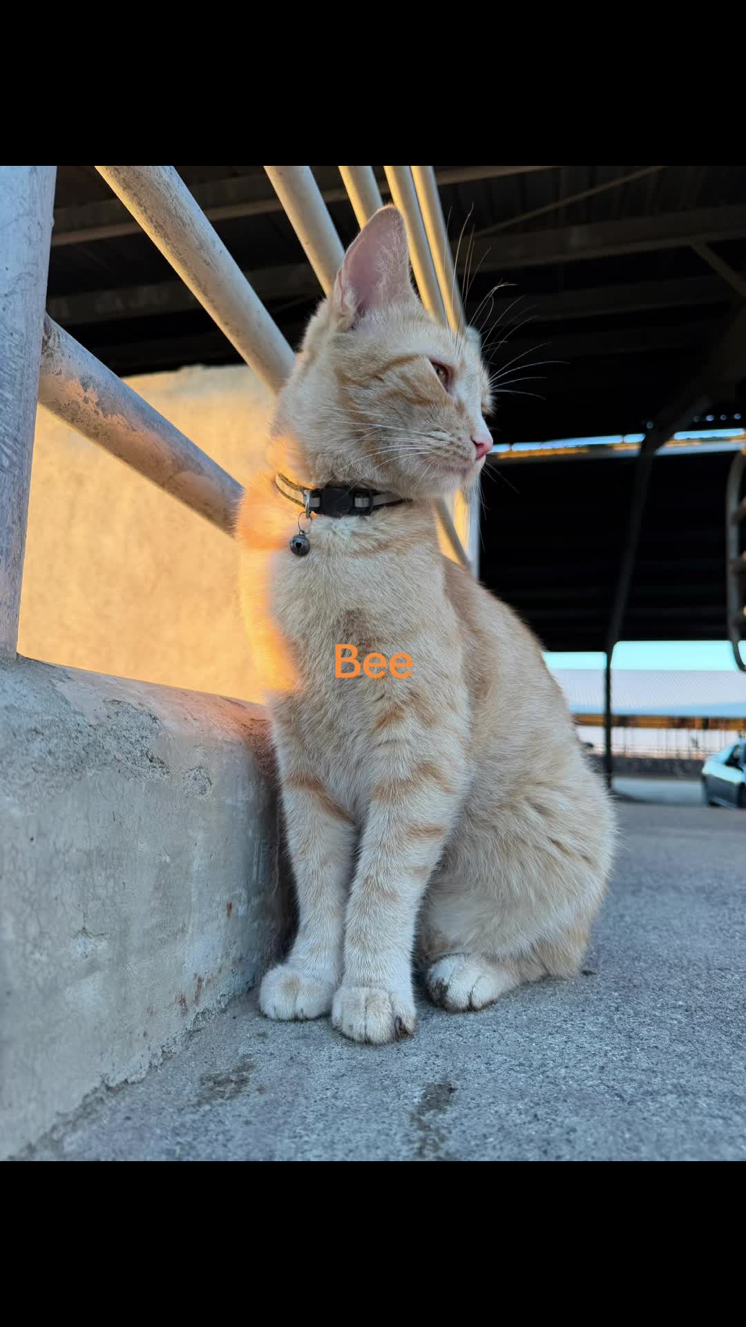 @Amri Gatitos