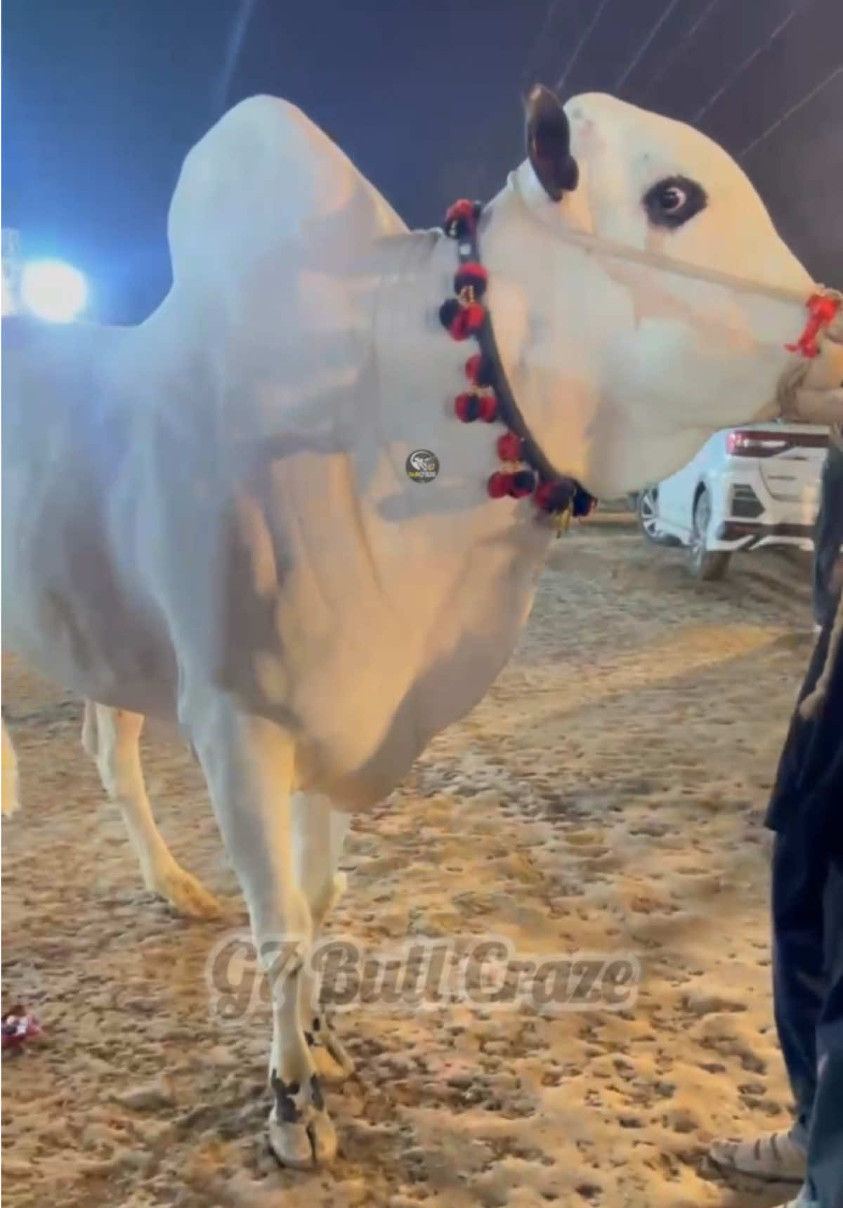 @G7 BULL CRAZE