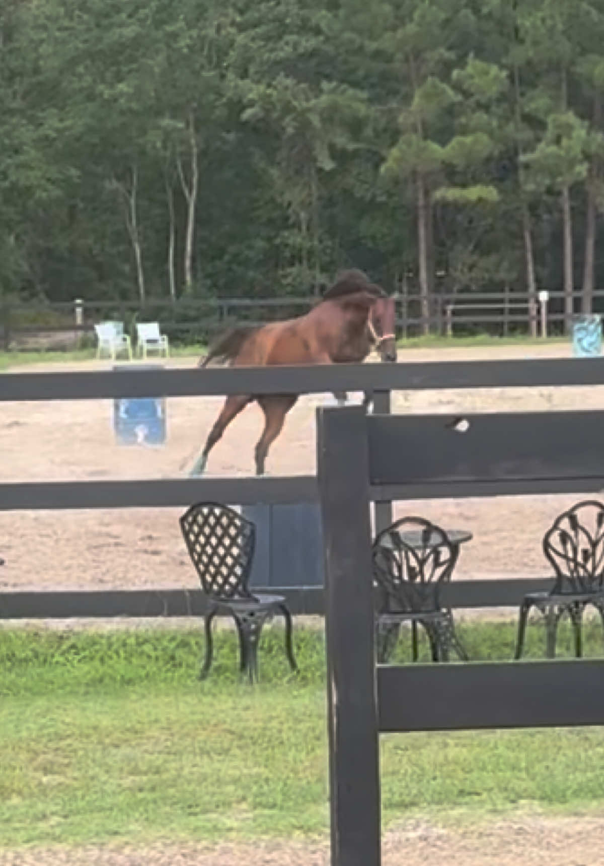 @Lacy & Shooter the OTTB