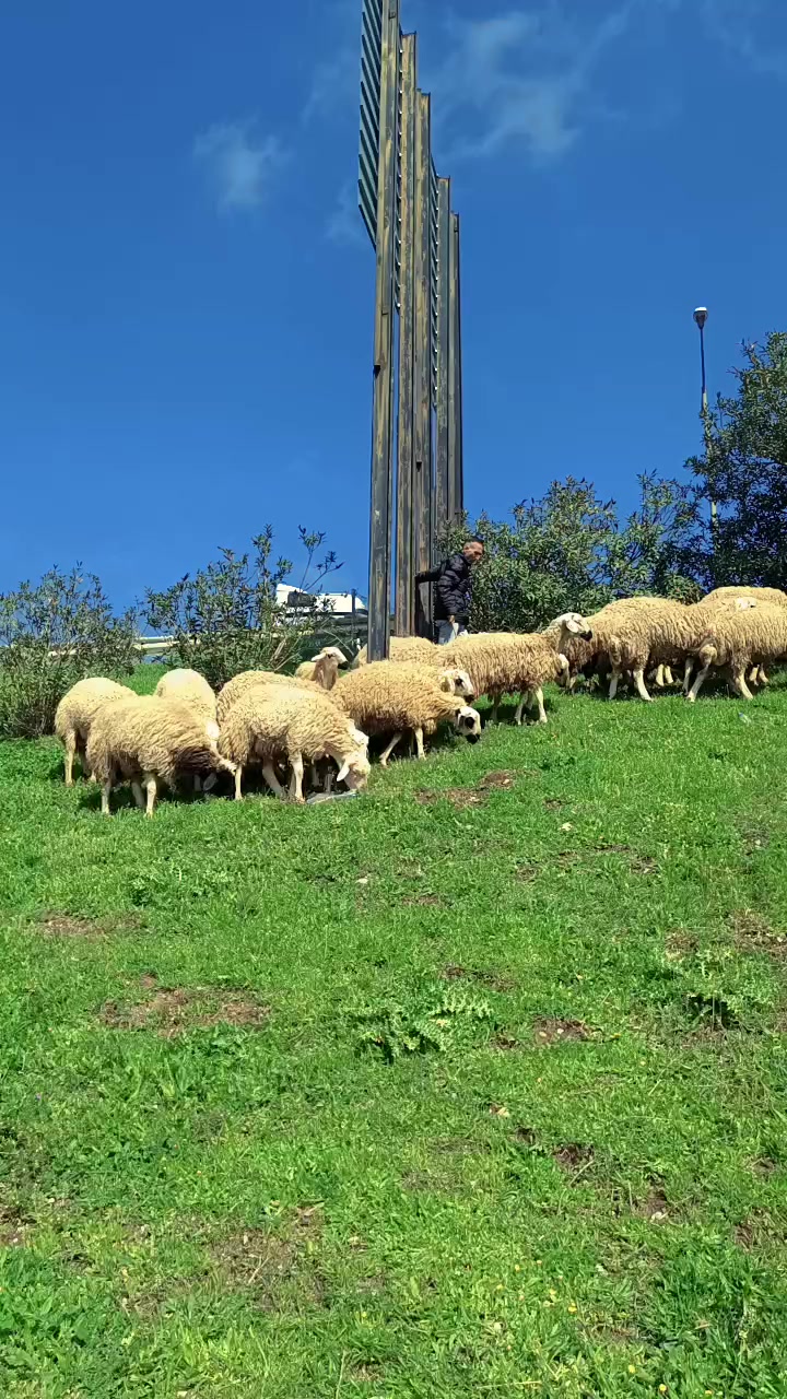 @ŞİRKET