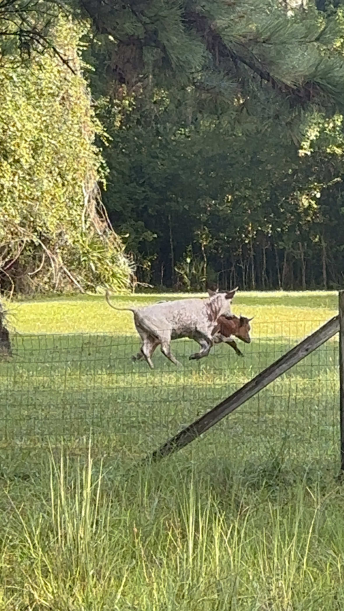 @Stephanie | Shady Creek Farm