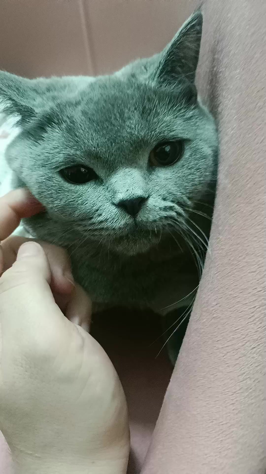 @MiyaAa 🐾