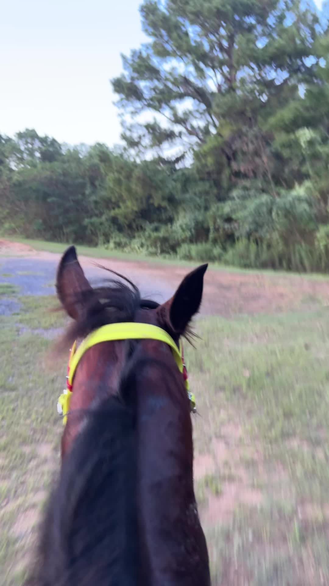 @PartyMan Marri🐴🤠