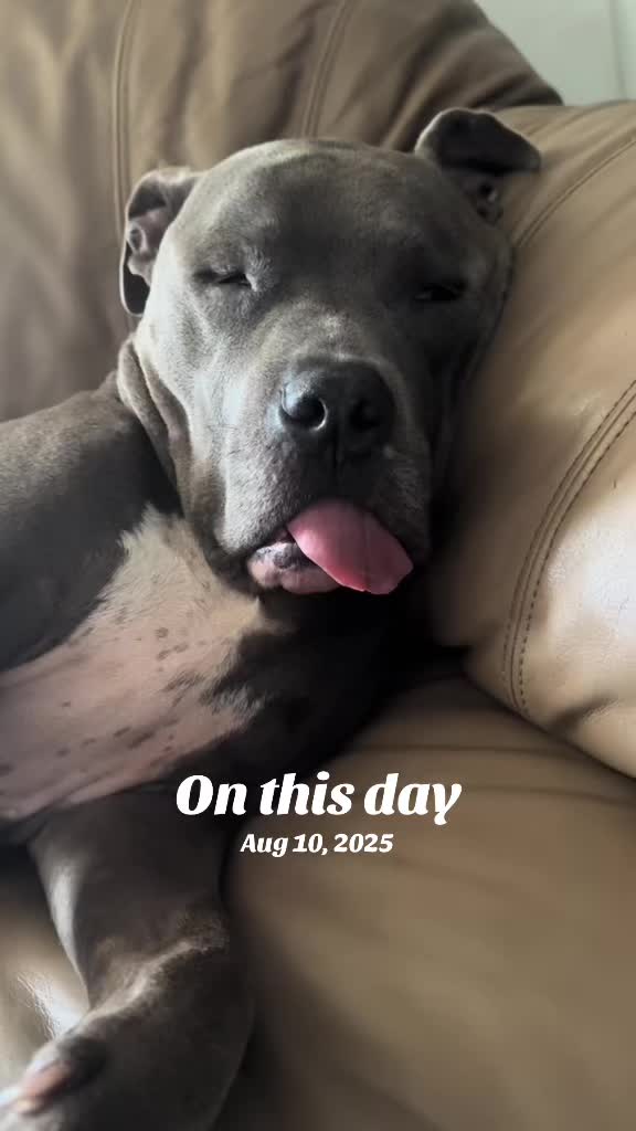@Pittie Mom