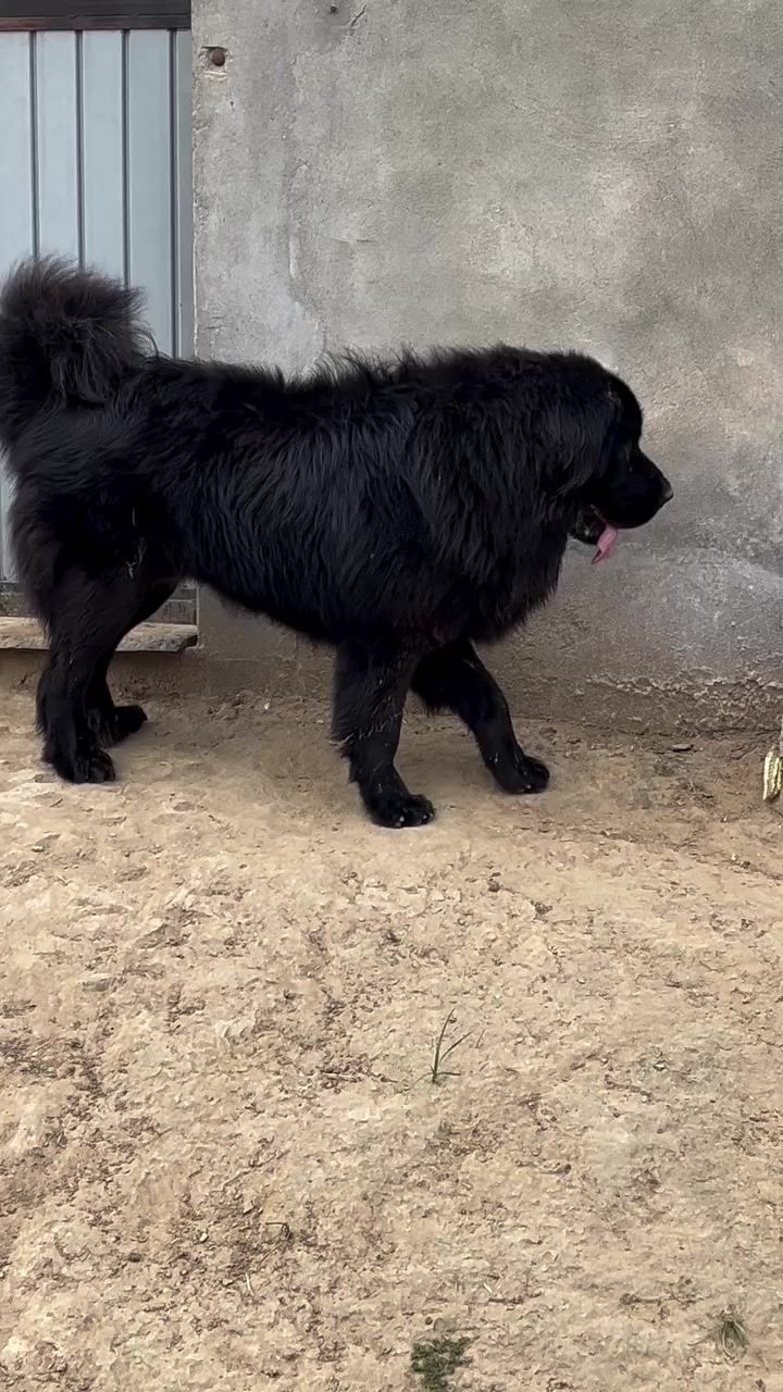 @Kashmiri_Bakrwal_Dog