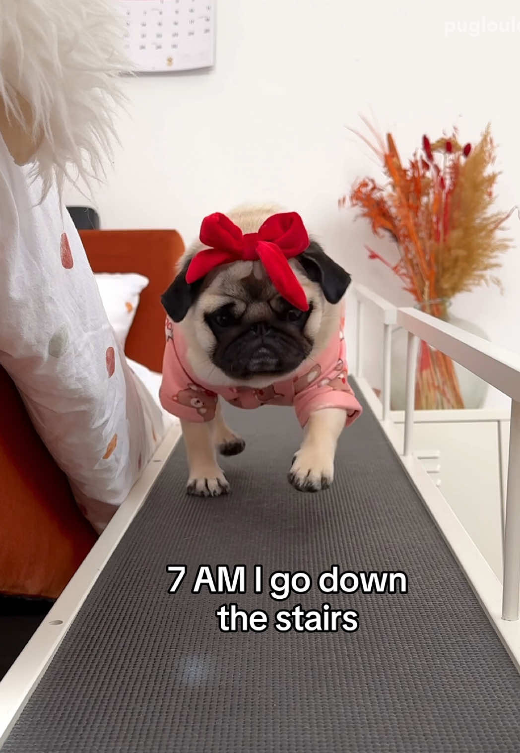 @Loulou the Pug