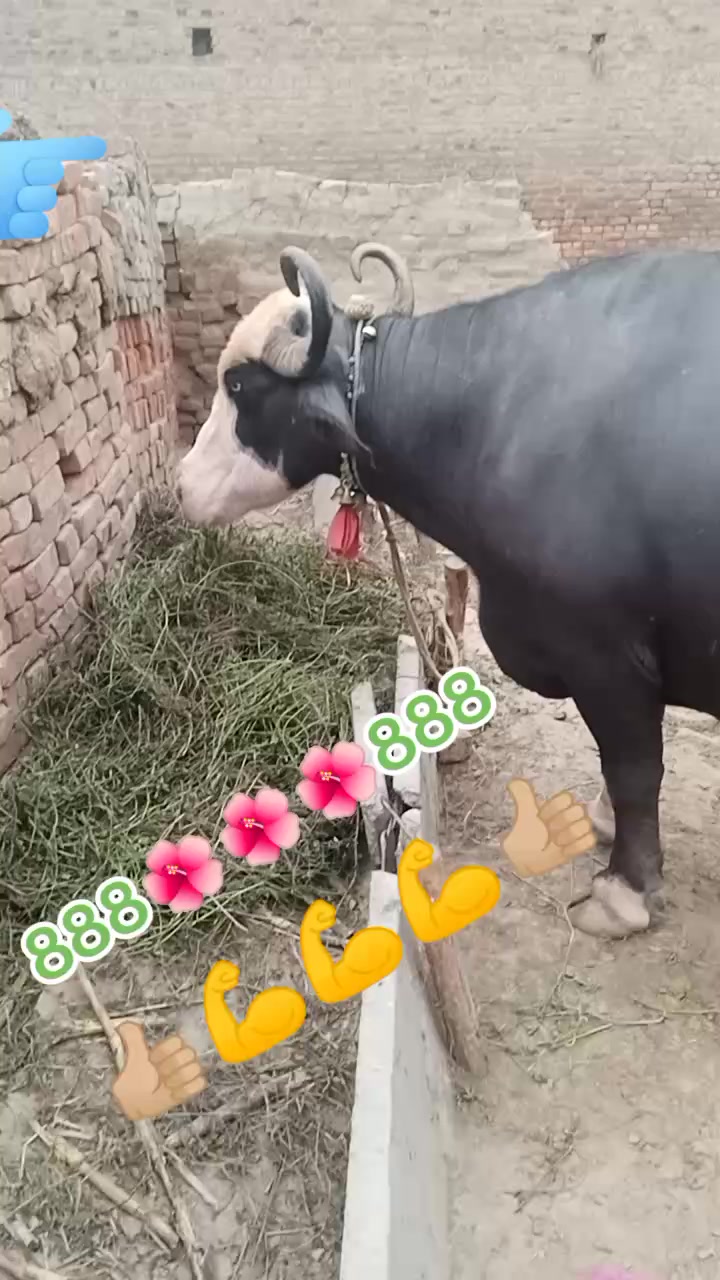 @Umarjan