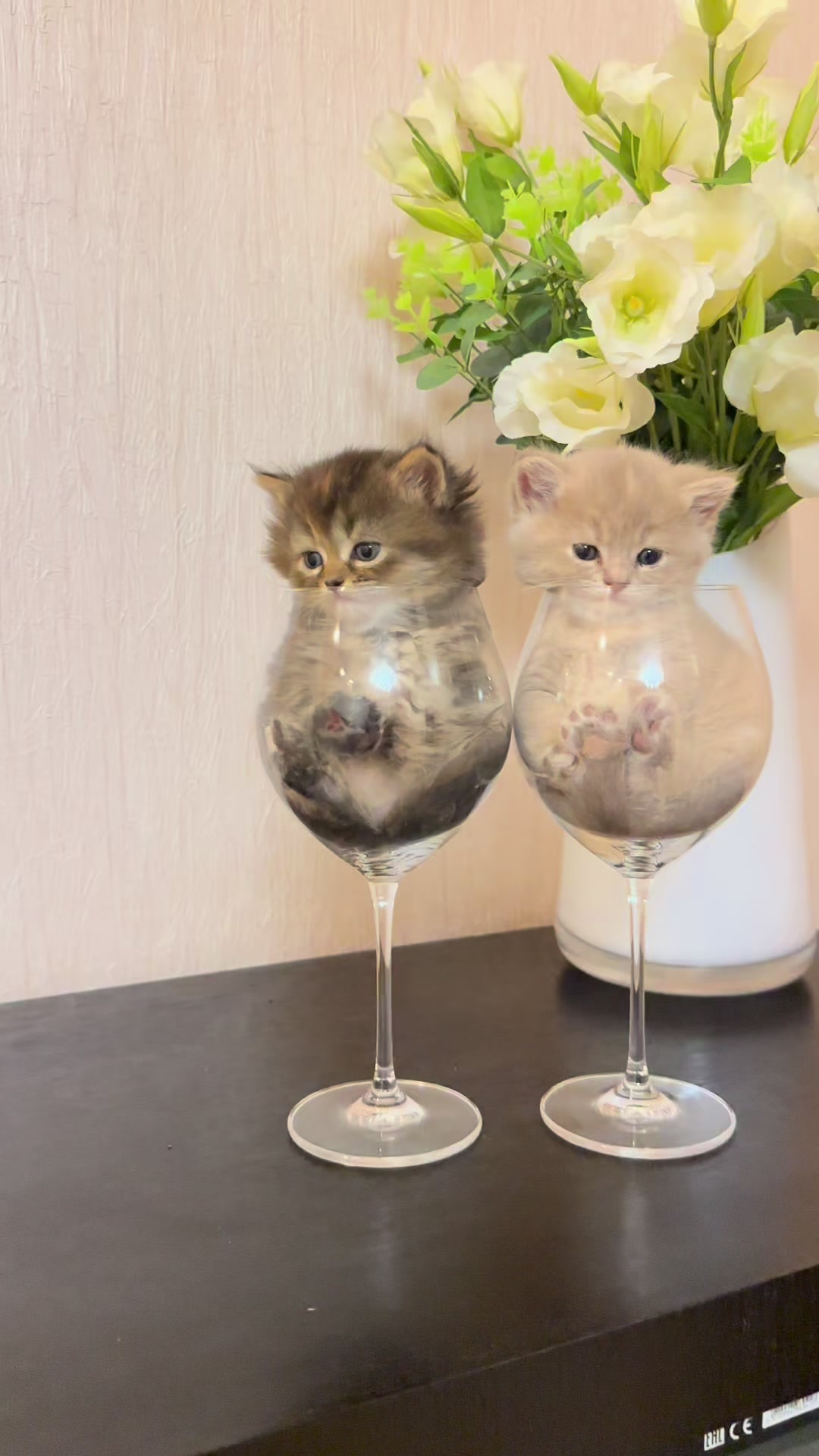 @cat.sheri.kittens