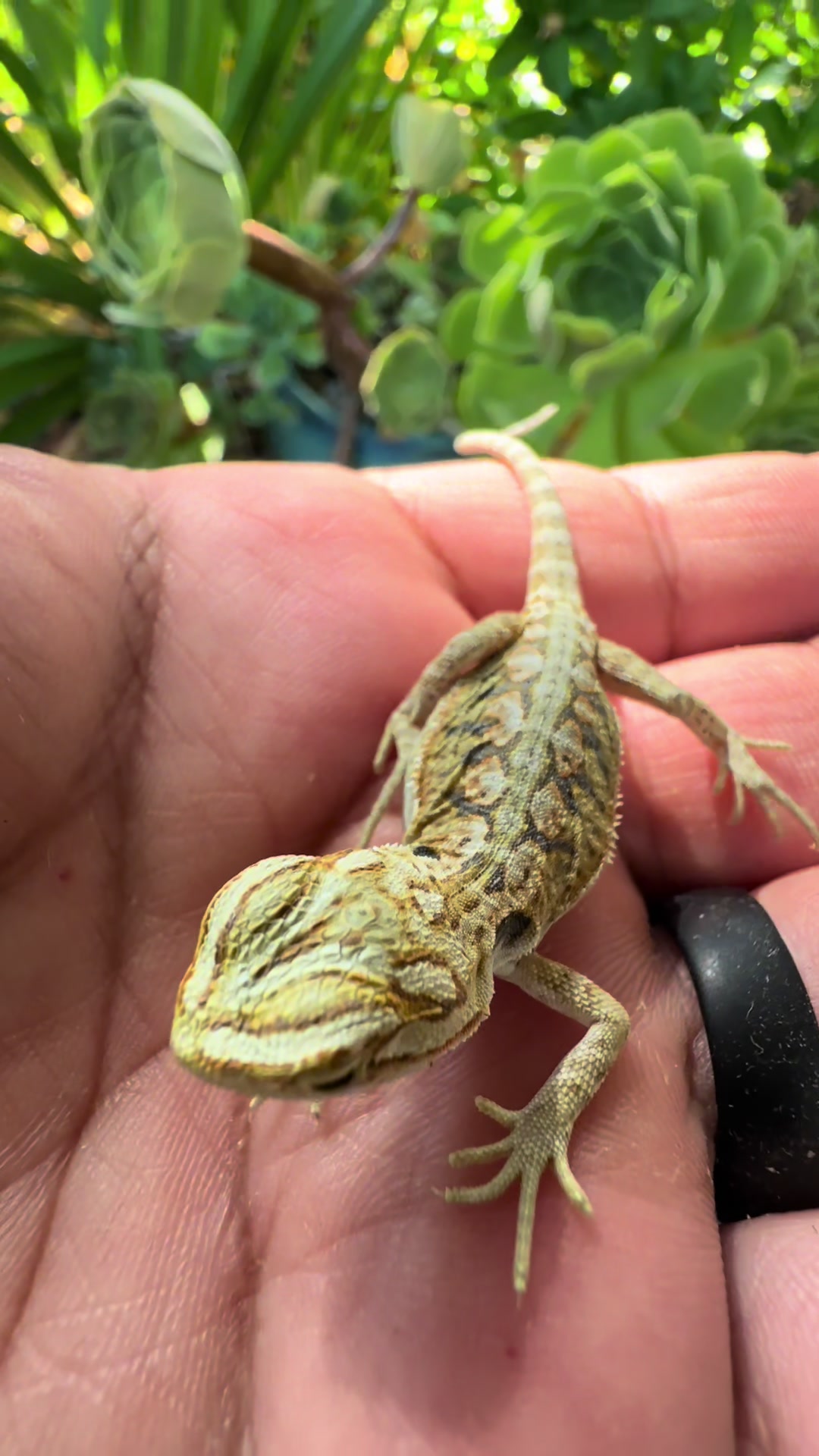 @reptile_garage
