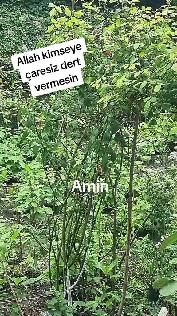 @Gülocan_52_🇹🇷_🇩🇪_🍀_❤️🩹