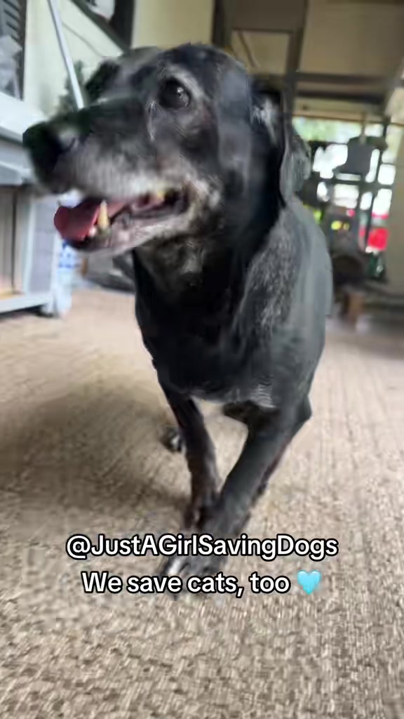 @Just A Girl Saving Dogs