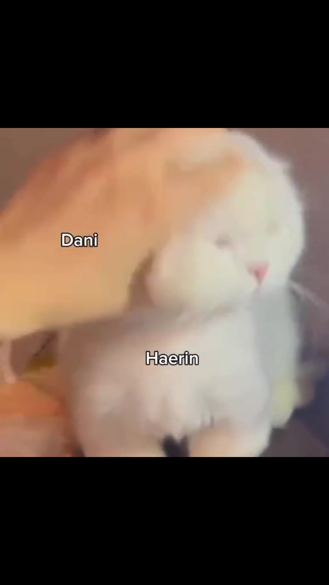 @𝓗𝓪𝓮𝓻𝓲𝓷⋆˚꩜｡🐈.☘︎ ݁˖💚