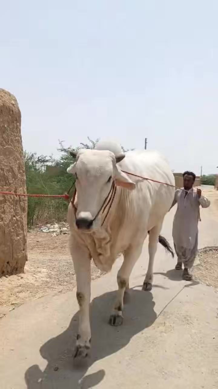 @Karachi Bull lovers