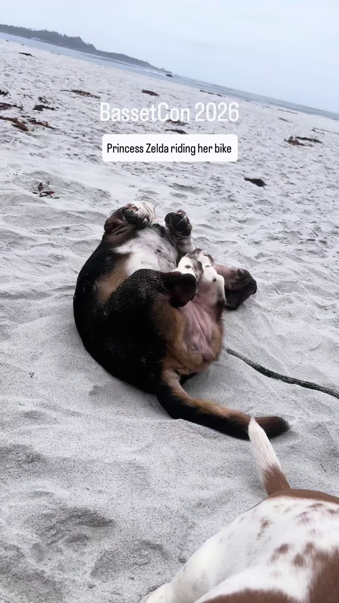 @Hudson & Rudy 🐾 Basset bros