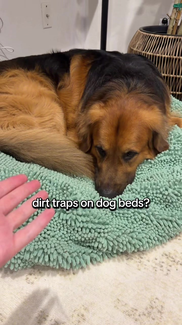 @lifewithgoldenshepherds