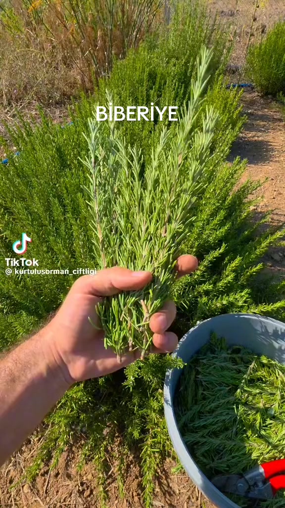 @MURAT ADIGÜZEL