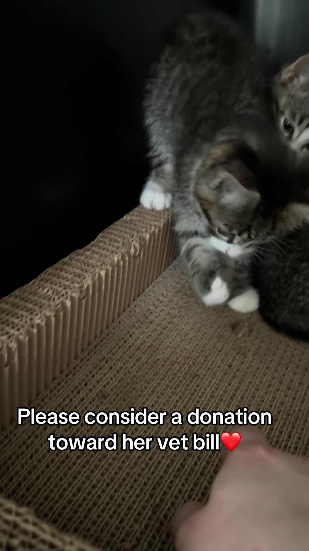 @Kovu’s Kitties
